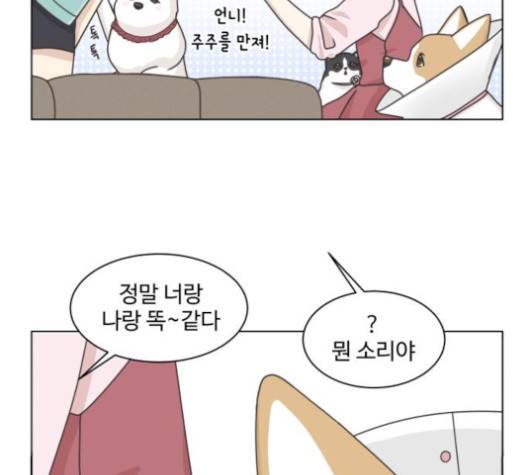 개를 낳았다 시즌2 24화 19