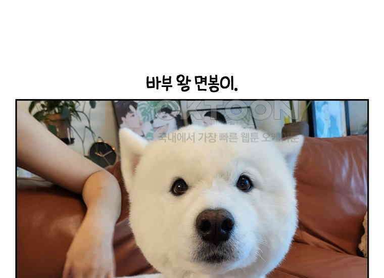 극한견주 시즌2 6화 강아지 가루약 먹이는 법 48