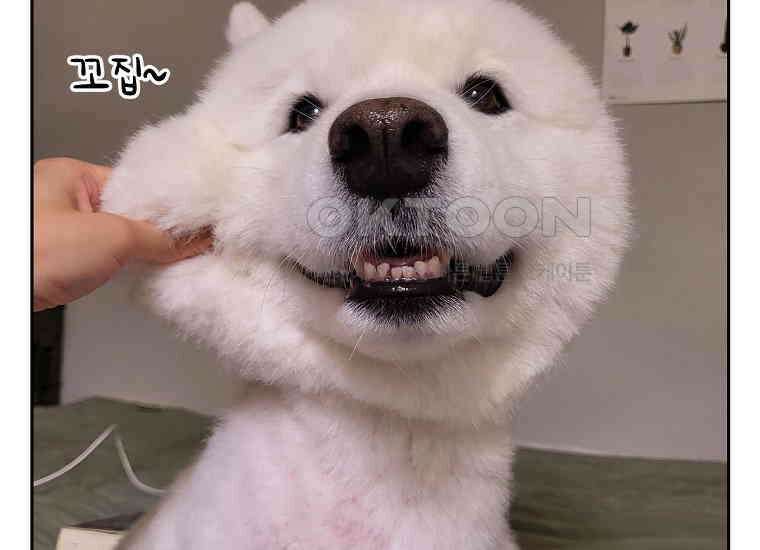 극한견주 시즌2 6화 강아지 가루약 먹이는 법 51