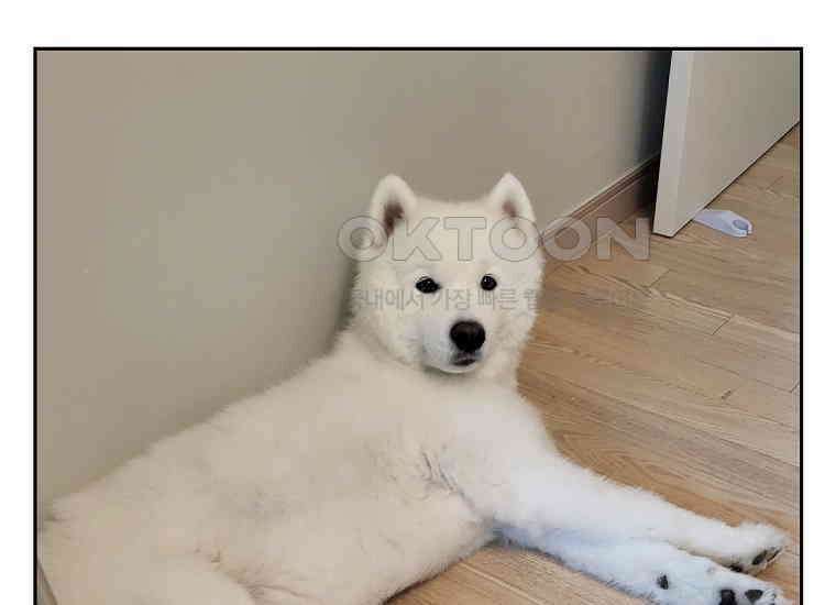 극한견주 시즌2 6화 강아지 가루약 먹이는 법 53