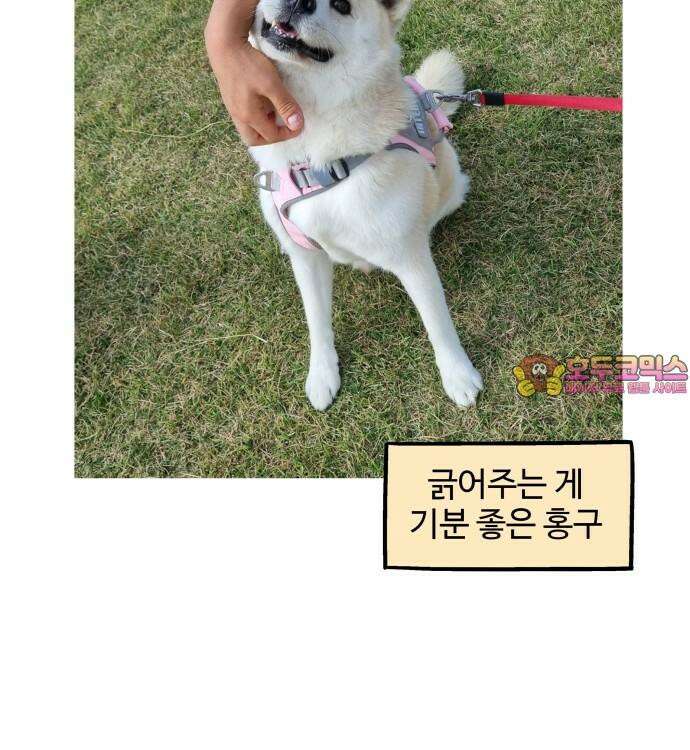 노곤하개 쇼츠 긴 티셔츠 17
