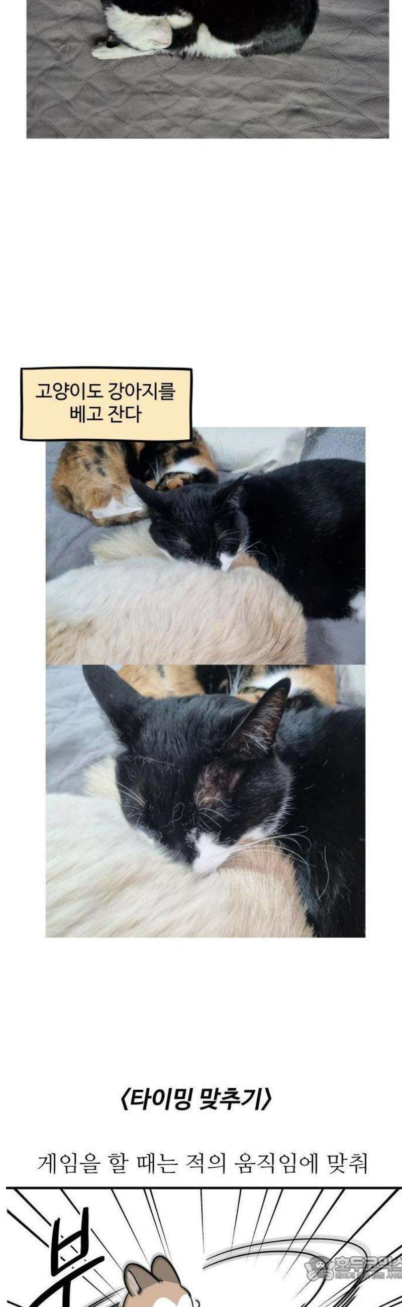 노곤하개 쇼츠 누워있는 고양이 4