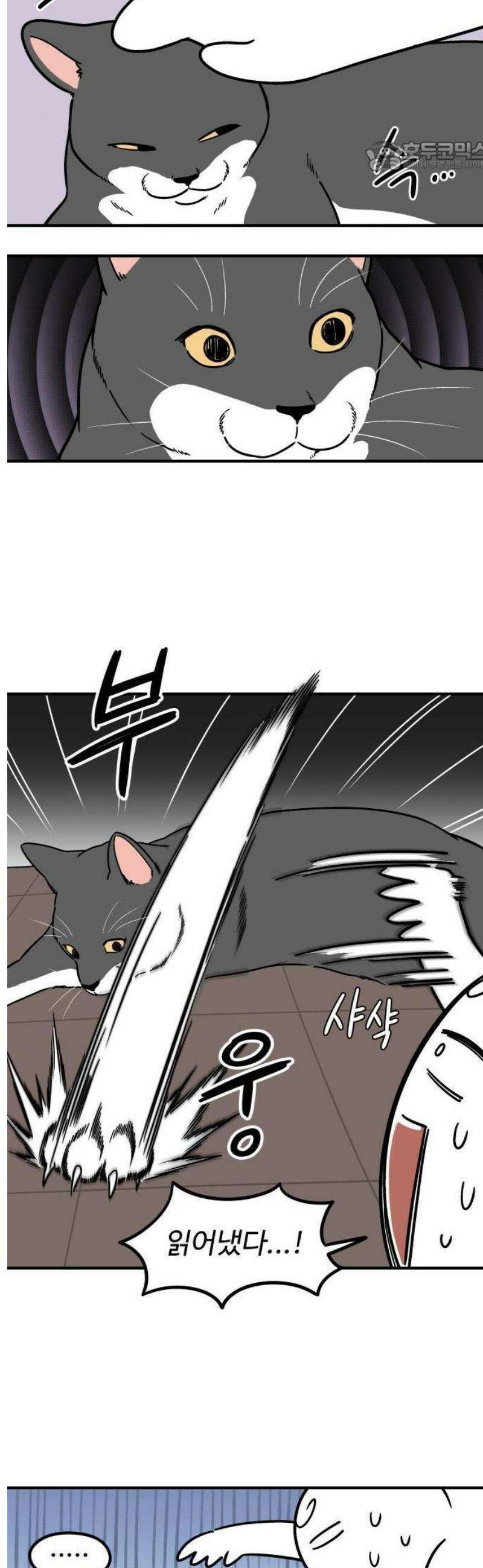 노곤하개 쇼츠 누워있는 고양이 6