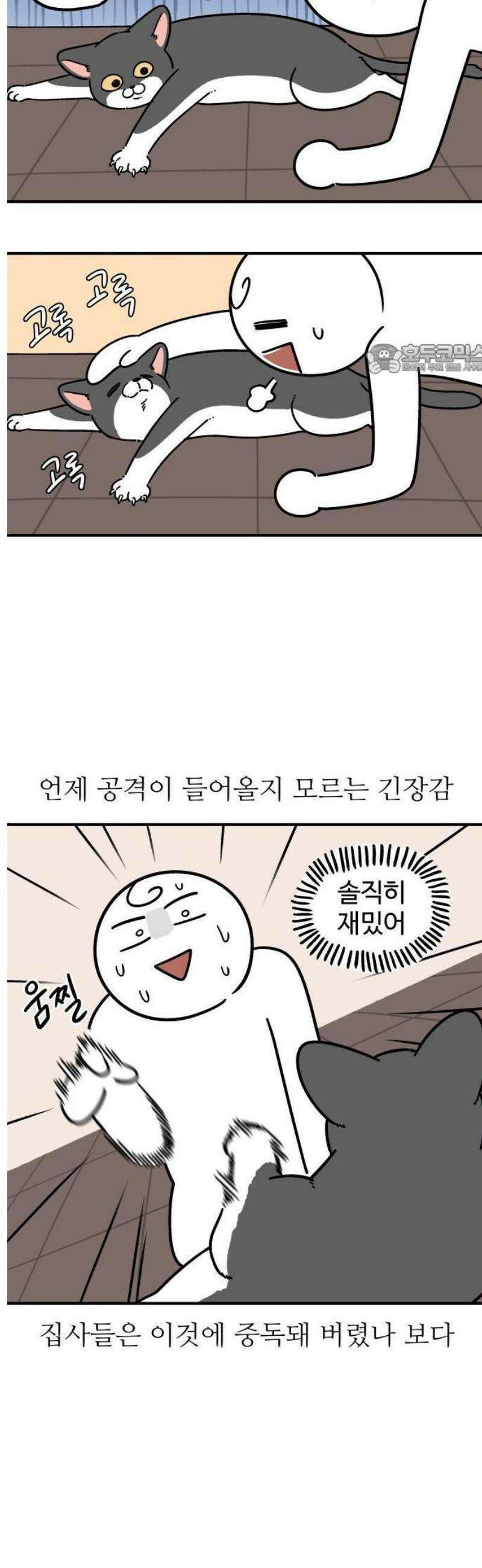노곤하개 쇼츠 누워있는 고양이 7
