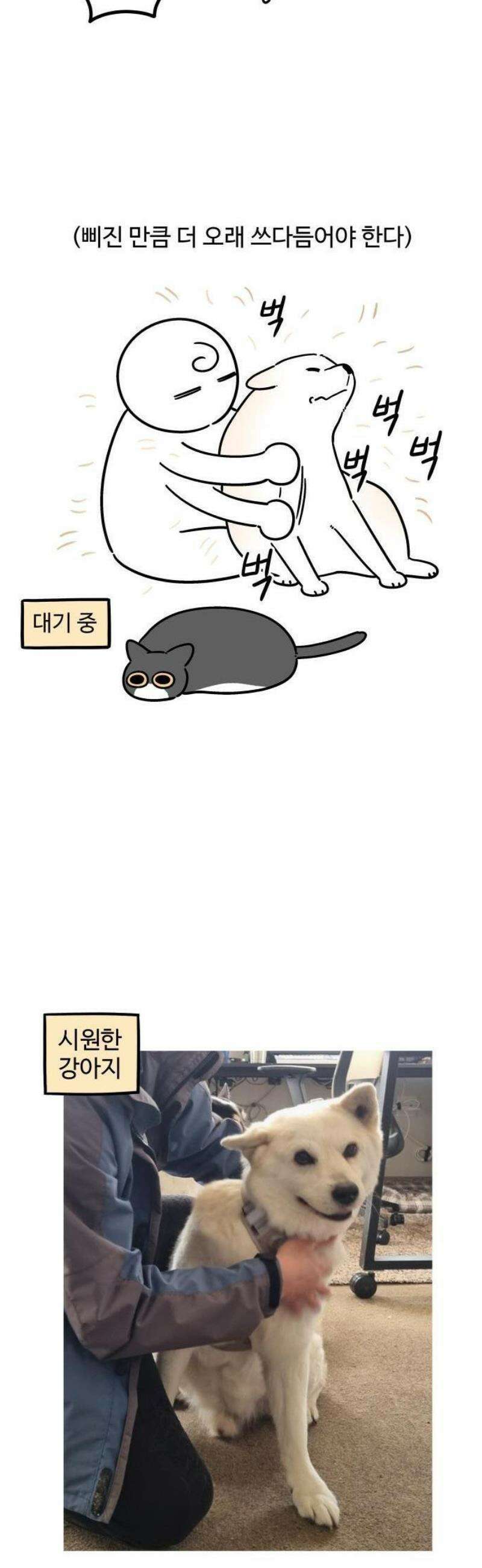노곤하개 쇼츠 누워있는 고양이 10