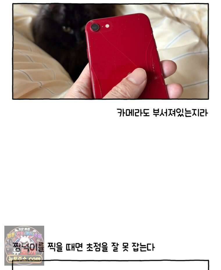 먼지 덩어리 짱덕 34． 고양이 사진 5
