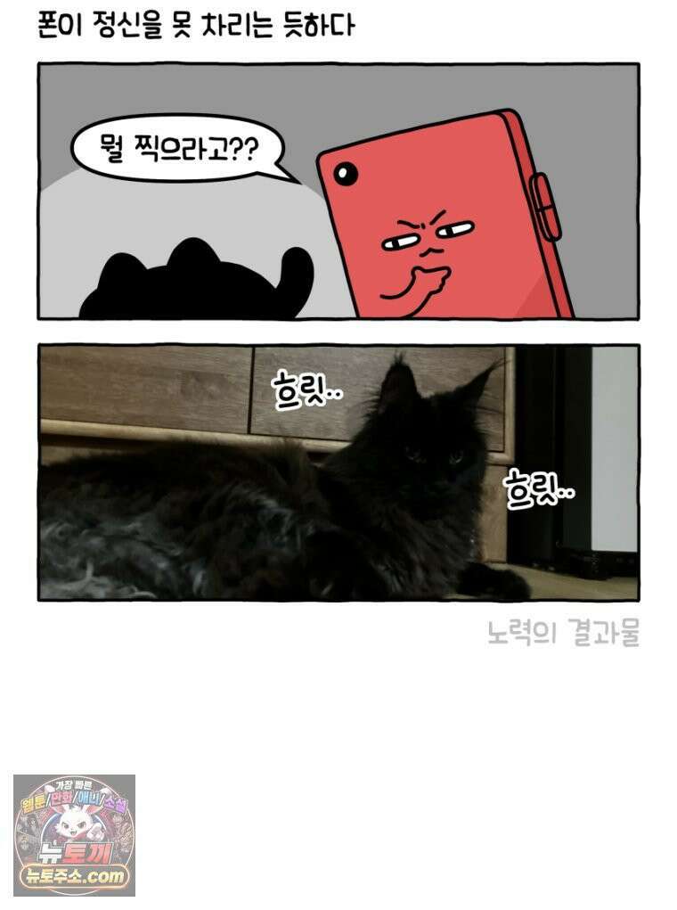 먼지 덩어리 짱덕 34． 고양이 사진 8