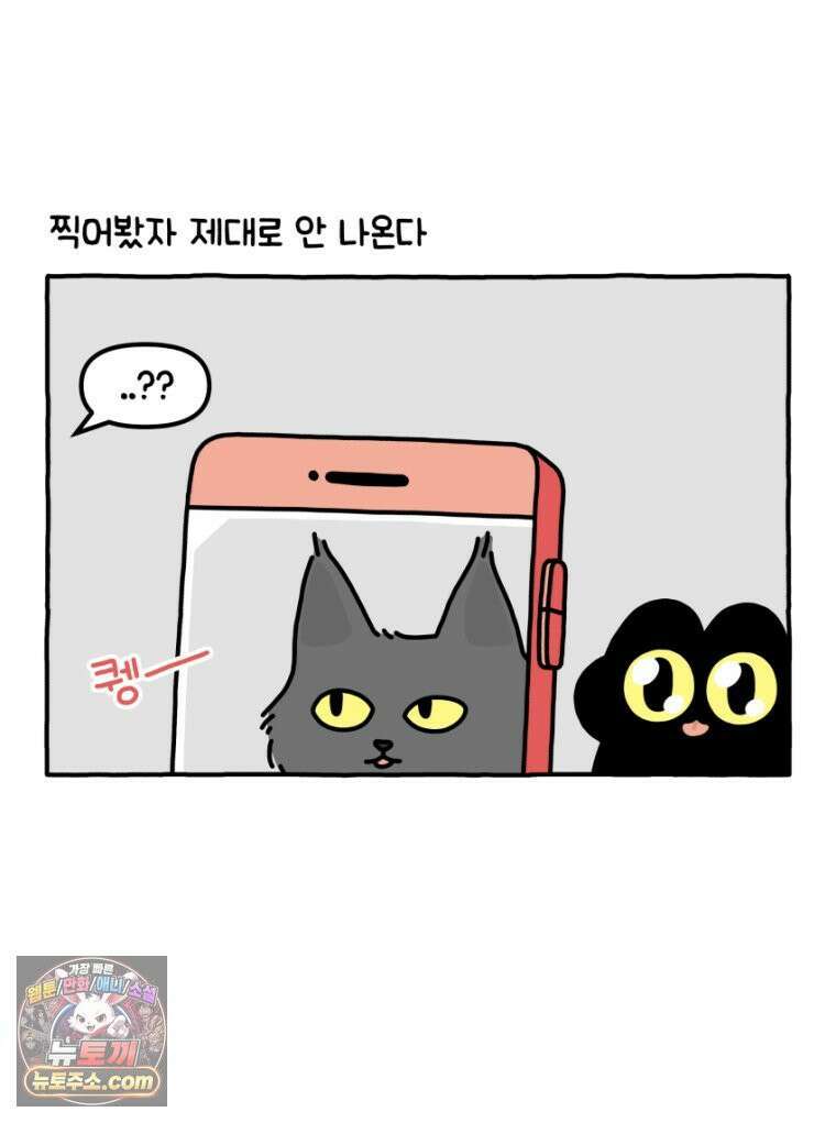 먼지 덩어리 짱덕 34． 고양이 사진 13