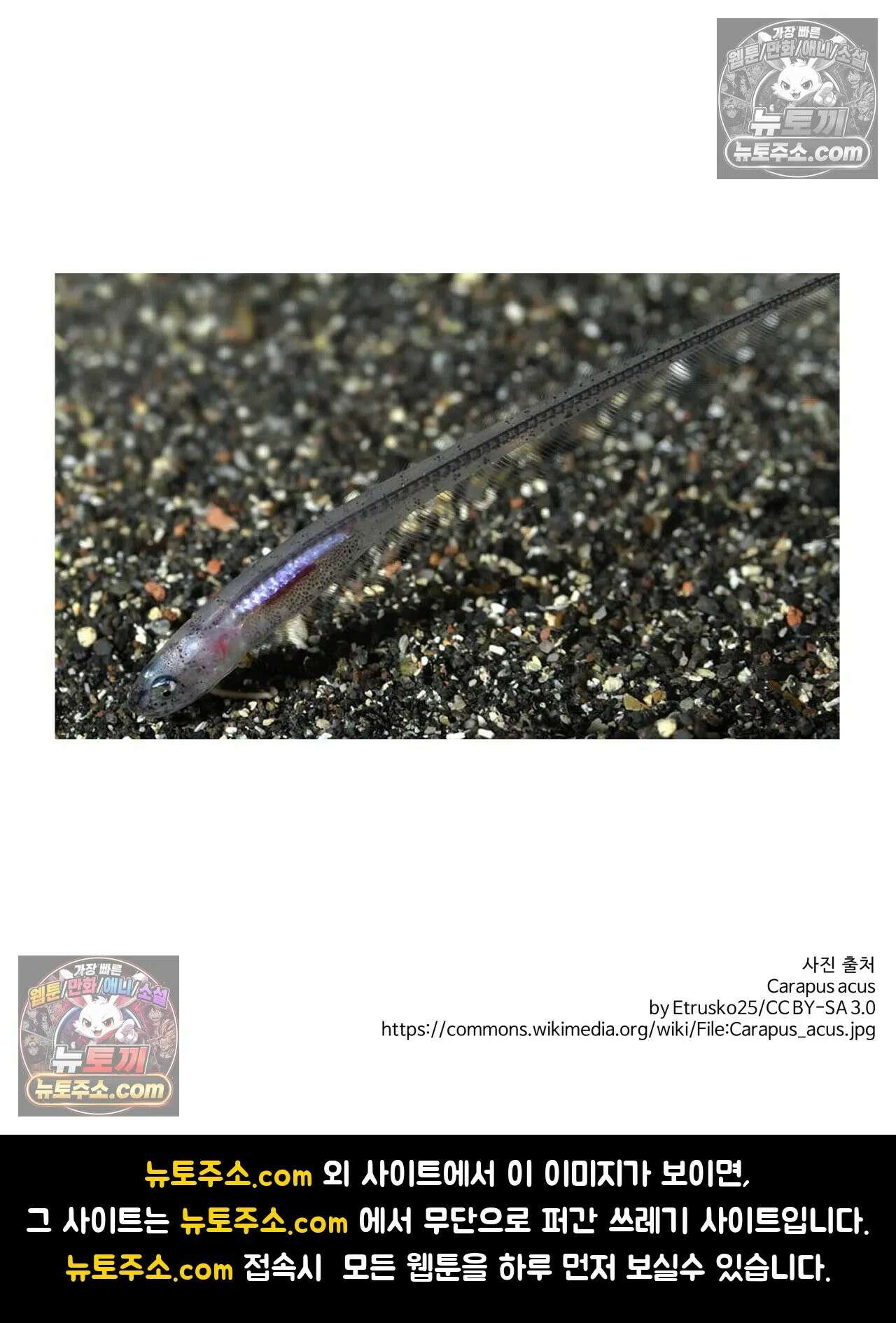 이 무슨 대자연인가 23화 - 숨이고기 33